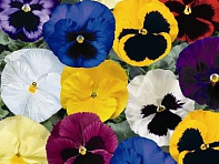 Виола Виттрока (Delta F1)