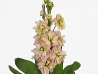 Левкой седой (Aida) Левкой седой (Aida)