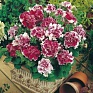 Петуния крупноцветковая махровая (Petunia hybrida)