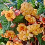 Бегония клубневая махровая ампельная (Begonia tuberhybrida)