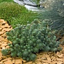 Седум Форстера (Sedum forsterianum)