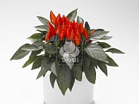 Перец летний (Favorit)