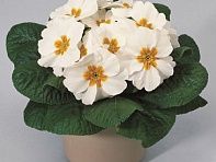 Примула бесстебельная (Primera F1)