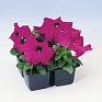 Петуния крупноцветковая (Petunia grandiflora)