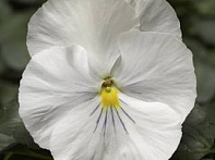 Виола Виттрока