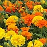 Бархатцы отклоненные (Tagetes patula) Бархатцы отклоненные (Tagetes patula)