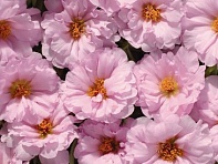 Портулак крупноцветковый (Sundial F1)