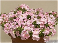 Петуния ампельная гибридная (Nivola F1)