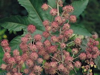 Клещевина обыкновенная (Carmencita)