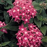 Пентас ланцетовидный (Pentas lanceolata)