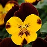 Виола виттрока ампельная (Viola wittrockiana)