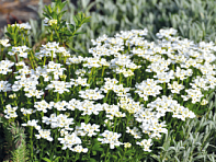 Иберис вечнозеленый (Snow Flurries)