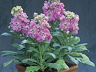 Левкой седой (Cinderella)