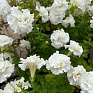 Петуния крупноцветковая махровая (Petunia grandiflora)
