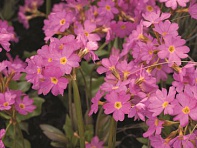 Примула розовая (Rosy)