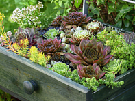 Молодило (Hippie Chicks)