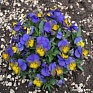 Виола рогатая (Viola cornuta)
