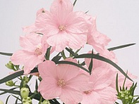 Дельфиниум крупноцветковый (Summer)