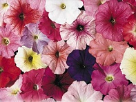 Петуния многоцветковая (Celebrity F1)