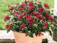 Пентас ланцетовидный (Graffiti F1)