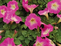 Петуния многоцветковая (генетически компактная) (Mambo GP F1)