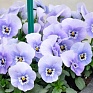 Виола рогатая (Viola cornuta)