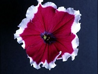 Петуния крупноцветковая (Donna F1)