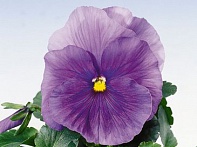 Виола Виттрока