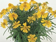 Гелениум горький (Dakota Gold)
