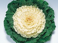 Декоративная капуста (Pigeon F1)