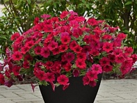 Петуния ампельная гибридная (Wave F1)