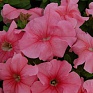 Петуния крупноцветковая (генетически компактная) (Petunia grandiflora)