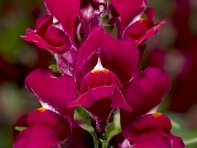 Львиный зев (Антирринум) большой (Snaptini F1)