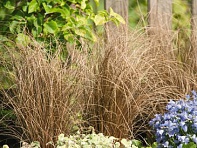 Осока власовидная (Zora)