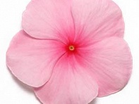 Катарантус розовый (Pacifica XP)