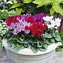 Цикламен персидский (Cyclamen persicum)