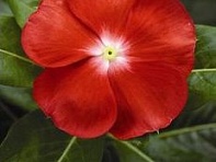 Катарантус розовый (SunStorm F1)