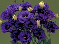 Лизиантус (Эустома) крупноцветковый (Corelli F1)