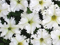 Петуния крупноцветковая (Чехия) бахромчатая (Krajkovy zavoj)
