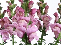 Львиный зев (Антирринум) большой (Maryland F1)
