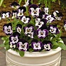 Виола рогатая (Viola cornuta)