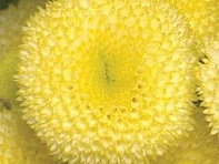 Пиретрум девичий (Vegmo)