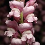 Львиный зев (Антирринум) большой (Antirrhinum majus)