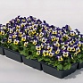 Виола рогатая (Viola cornuta)