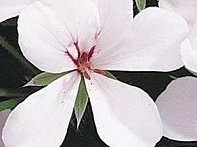 Пеларгония плющелистная