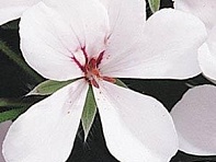 Пеларгония плющелистная (Summer Showers F1)