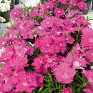 Гвоздика гибридная (Dianthus interspecific)