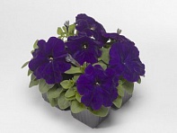 Петуния многоцветковая (генетически компактная) (Damask F1)