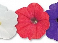 Петуния ампельная гибридная