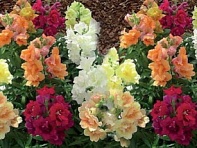 Львиный зев (Антирринум) махровый (Twinny F1)